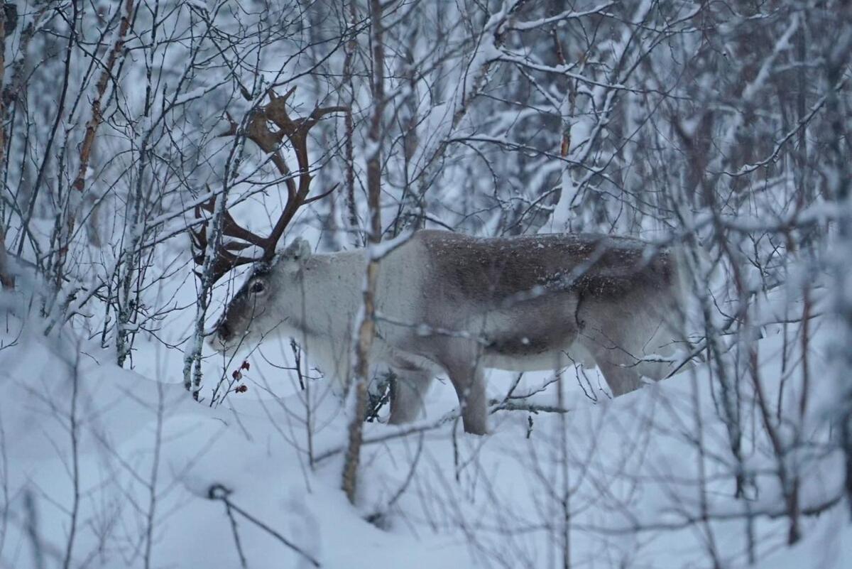 Viihtyisae Moekki Riekkojen Mailla Hetassa Villa Enontekiö Eksteriør billede